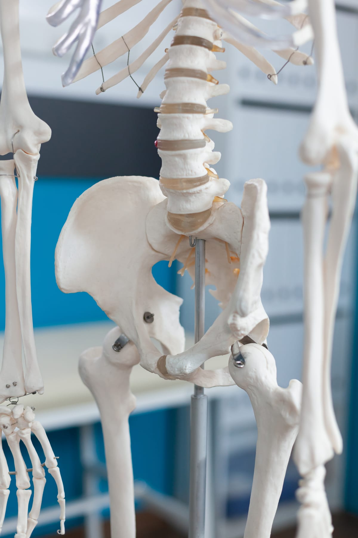 Modelo anatômico da articulação do quadril e da pelve